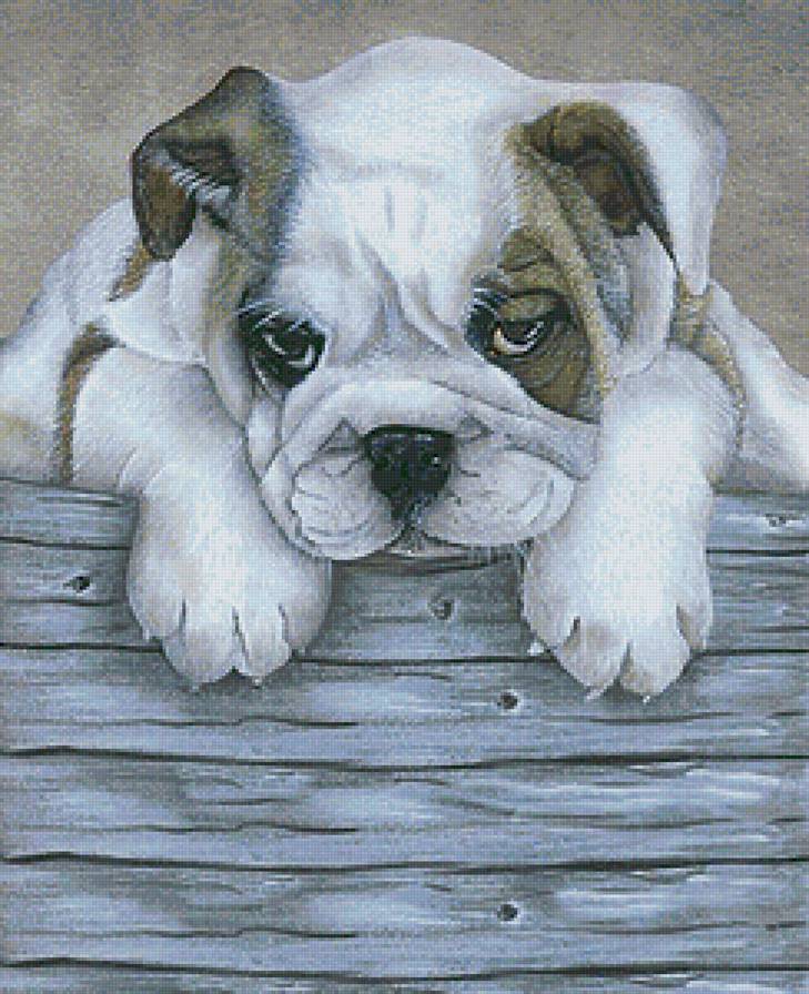 милые малыши - собака, домашние животные, щенок - предпросмотр