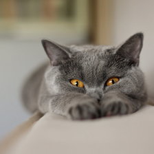 Схема вышивки «Котечка»