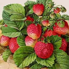 Схема вышивки «клубника»