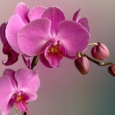 Схема вышивки «орхидея»