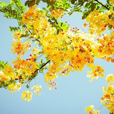 Схема вышивки «цветущее дерево»