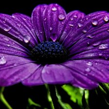 Схема вышивки «цветы»