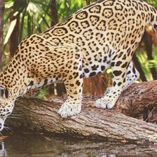 Схема вышивки «леопард»