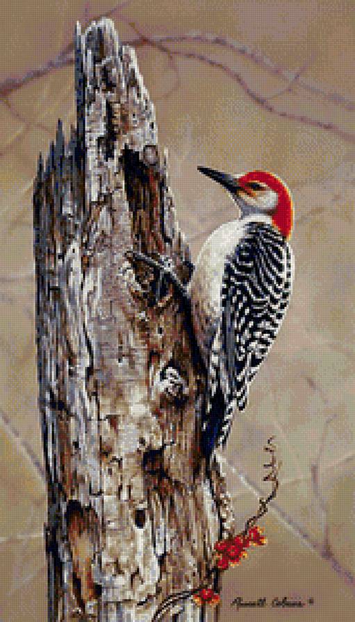 дятел - предпросмотр