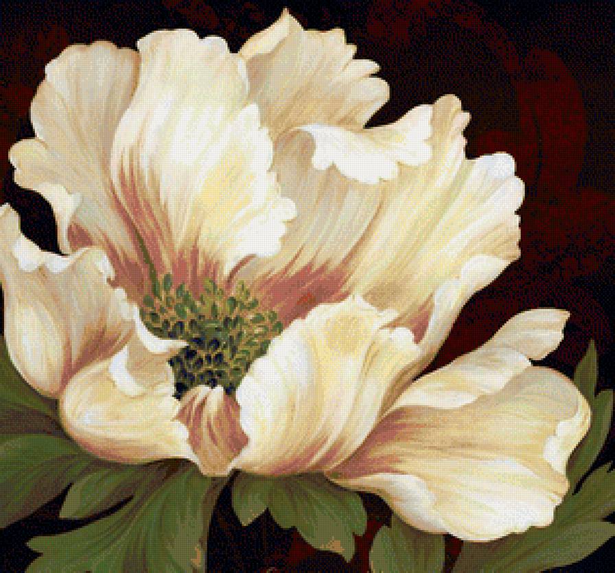 Пион - цветы, пион, пионы - предпросмотр