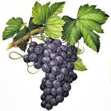 Схема вышивки «виноград»