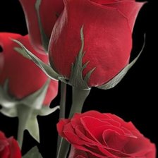 Схема вышивки «розы на черном»