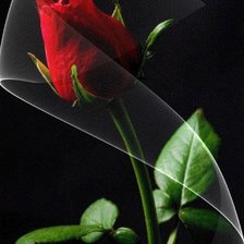 Схема вышивки «роза»