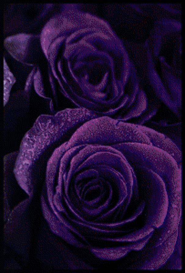 розы фиолетовые - предпросмотр