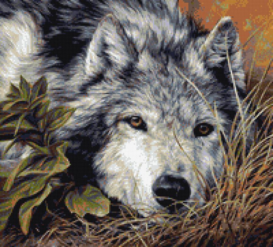 задумчивый волк - животные. волк - предпросмотр