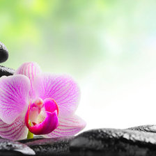 Схема вышивки «орхидея»