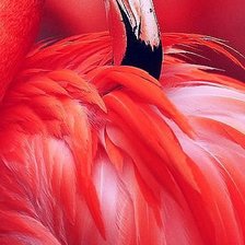 Схема вышивки «фламинго»