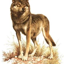 Схема вышивки «волк»