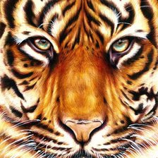 Схема вышивки «тигр»