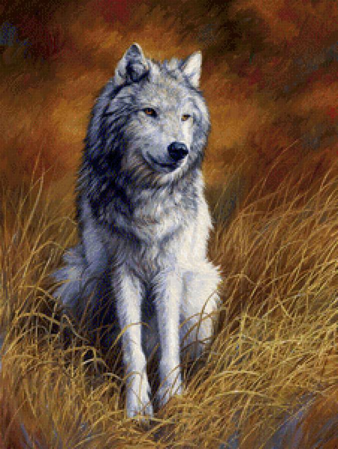 волки - животные, звери, волки - предпросмотр