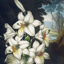 Схема вышивки «лилии»