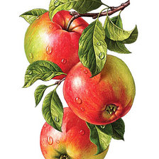 Схема вышивки «Яблочная панель»