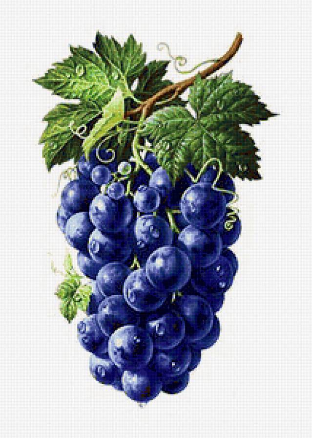 Виноградная панель - панель, фрукты, для кухни, панно, виноград, натюрморт, ягоды - предпросмотр