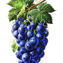 Схема вышивки «Виноградная панель»