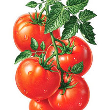 Схема вышивки «Томатная панель»