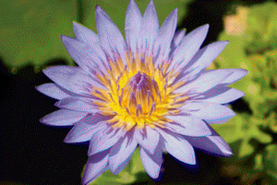 Лотос Вьетнама - цветы - предпросмотр