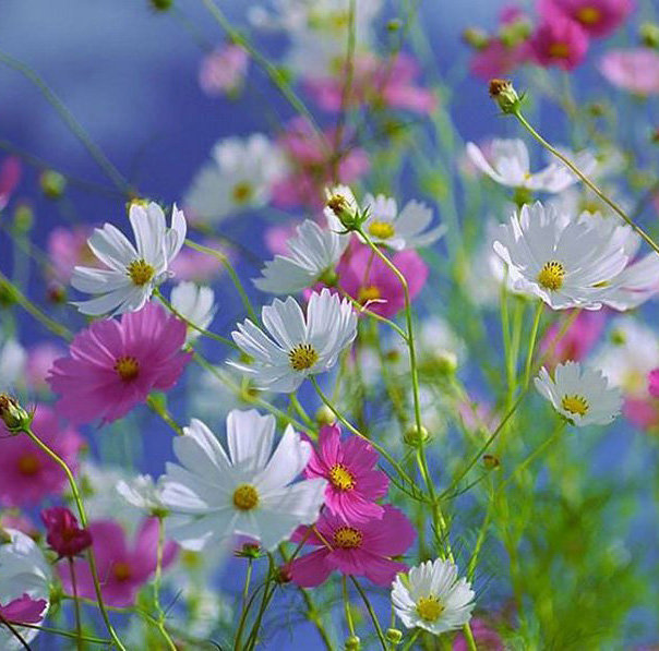 Космеи. Подушка - цветы, подушка - оригинал