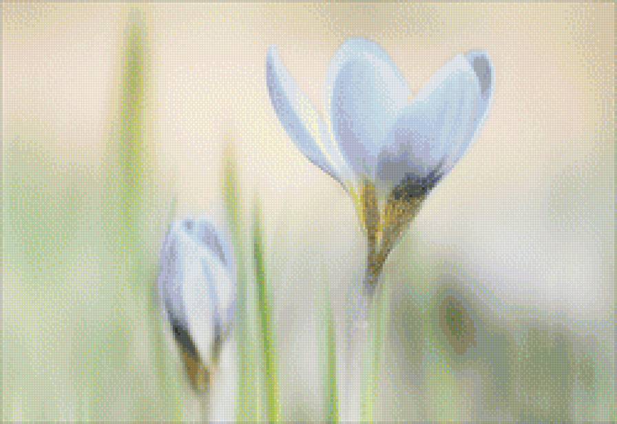 подснежники - весна. подснежники, нежные цветы, цветы - предпросмотр