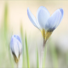 Схема вышивки «подснежники»