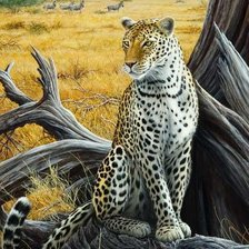 дикая кошка