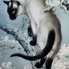 сиамская кошка