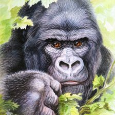 Схема вышивки «"кинг-конг"»