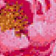 Предпросмотр схемы вышивки «Пионы» (№1204459)