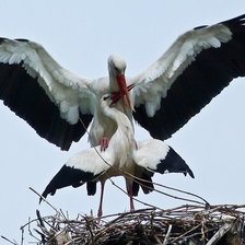 Схема вышивки «Аисты»