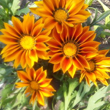 Схема вышивки «желтые цветы»