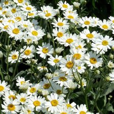 Схема вышивки «№1204762»