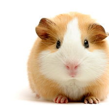 Схема вышивки «Грызун»