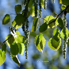 Схема вышивки «№1205177»