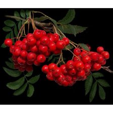 Схема вышивки «№1205614»