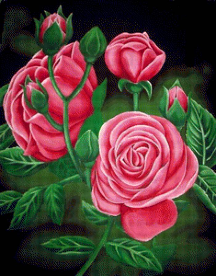 Розы - букет, роза, цветок, цветы - предпросмотр