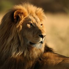 Схема вышивки «лев»