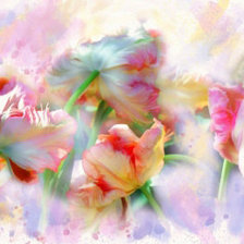 Тюльпаны. Alberto Guillen