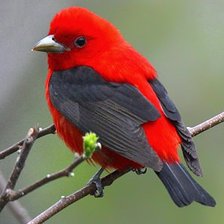 Схема вышивки «птица»