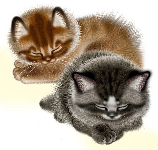 Котята - котята, животные - оригинал