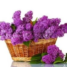 Схема вышивки «№1206964»