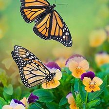 Схема вышивки «бабочки»