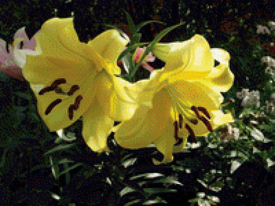 Лилия - цветы, лилии - предпросмотр