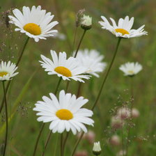 Схема вышивки «лето»