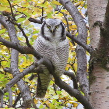 Схема вышивки «сова»