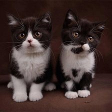 Схема вышивки «Друзья»