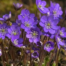 Схема вышивки «цветок»